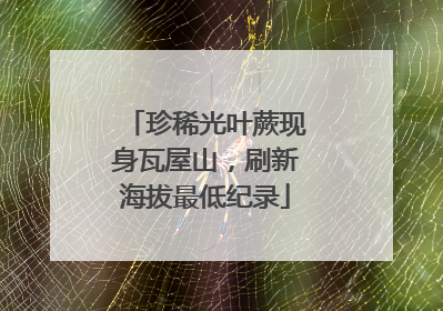 珍稀光叶蕨现身瓦屋山，刷新海拔最低纪录