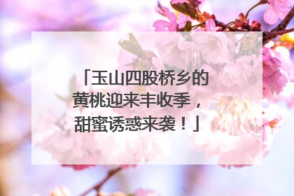 玉山四股桥乡的黄桃迎来丰收季，甜蜜诱惑来袭！