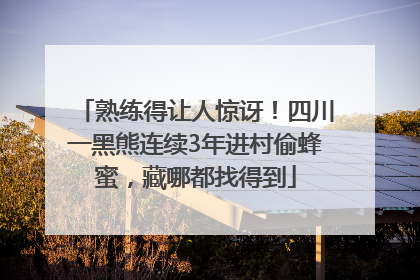 熟练得让人惊讶！四川一黑熊连续3年进村偷蜂蜜，藏哪都找得到