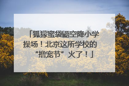 狐獴蜜袋鼯空降小学操场！北京这所学校的“撸宠节”火了！