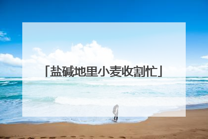 盐碱地里小麦收割忙
