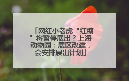 网红小老虎“红糖”将暂停展出？上海动物园：展区改建，会安排展出计划