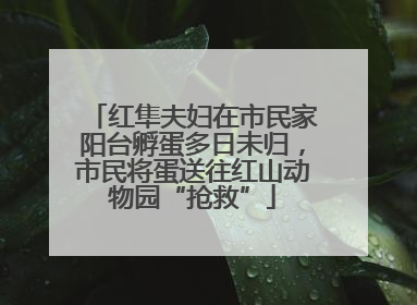 红隼夫妇在市民家阳台孵蛋多日未归，市民将蛋送往红山动物园“抢救”