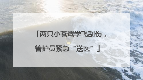 两只小苍鹭学飞刮伤，管护员紧急“送医”