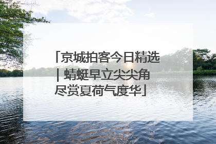 京城拍客今日精选｜蜻蜓早立尖尖角 尽赏夏荷气度华