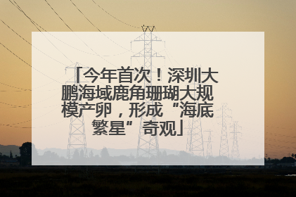 今年首次！深圳大鹏海域鹿角珊瑚大规模产卵，形成“海底繁星”奇观