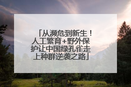 从濒危到新生！人工繁育+野外保护让中国绿孔雀走上种群逆袭之路