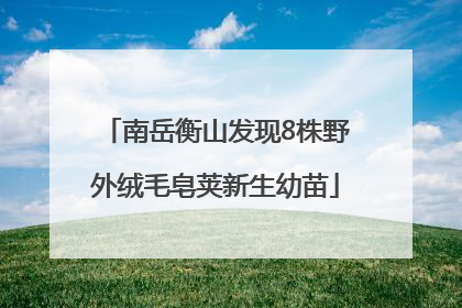 南岳衡山发现8株野外绒毛皂荚新生幼苗