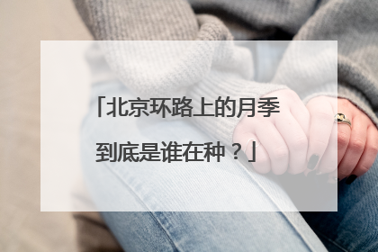 北京环路上的月季到底是谁在种？