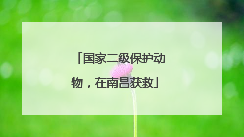 国家二级保护动物，在南昌获救