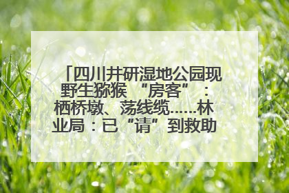 四川井研湿地公园现野生猕猴 “房客”：栖桥墩、荡线缆……林业局：已“请”到救助站，将放归自然
