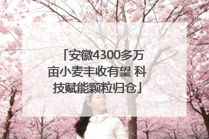 安徽4300多万亩小麦丰收有望 科技赋能颗粒归仓