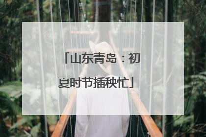 山东青岛：初夏时节插秧忙