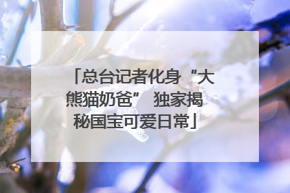 总台记者化身“大熊猫奶爸” 独家揭秘国宝可爱日常