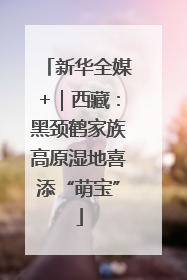 新华全媒+｜西藏：黑颈鹤家族高原湿地喜添“萌宝”