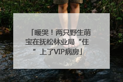 暖哭！两只野生萌宝在抚松林业局“住”上了VIP病房