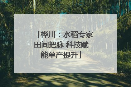 桦川：水稻专家田间把脉 科技赋能单产提升