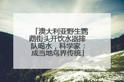 澳大利亚野生鹦鹉街头开饮水器排队喝水，科学家：成当地鸟界传统