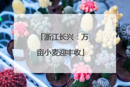 浙江长兴：万亩小麦迎丰收