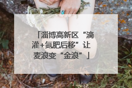 淄博高新区“滴灌+氮肥后移”让麦浪变“金浪”