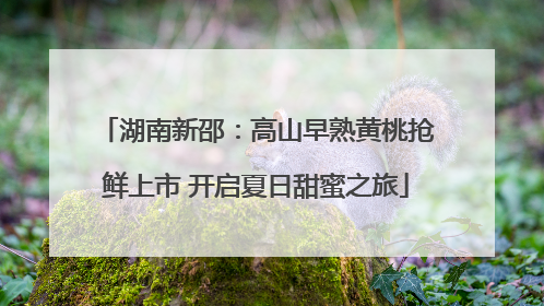 湖南新邵：高山早熟黄桃抢鲜上市 开启夏日甜蜜之旅