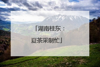 湖南桂东：夏茶采制忙