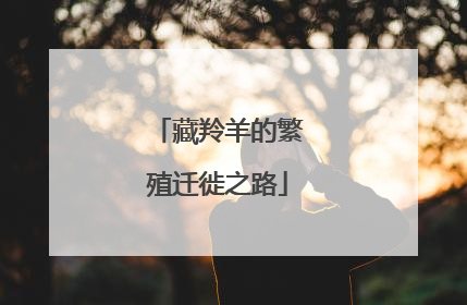 藏羚羊的繁殖迁徙之路