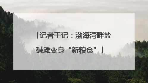 记者手记：渤海湾畔盐碱滩变身“新粮仓”