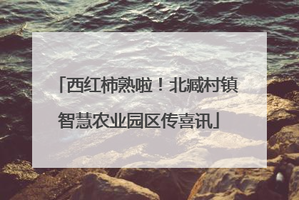 西红柿熟啦！北臧村镇智慧农业园区传喜讯