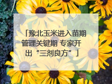 豫北玉米进入苗期管理关键期 专家开出“三剂良方”