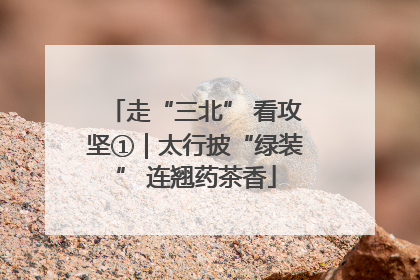 走“三北” 看攻坚①｜太行披“绿装” 连翘药茶香