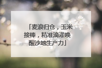 麦浪归仓，玉米接棒，精准滴灌唤醒沙地生产力