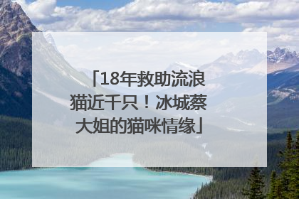 18年救助流浪猫近千只！冰城蔡大姐的猫咪情缘