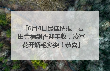 6月4日最佳情报｜麦田金穗飘香迎丰收，凌霄花开娇艳多姿！恭喜